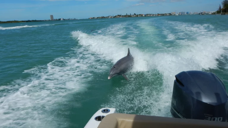 Dolphin Tours