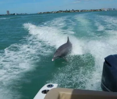 Dolphin Tours and Boat Tours