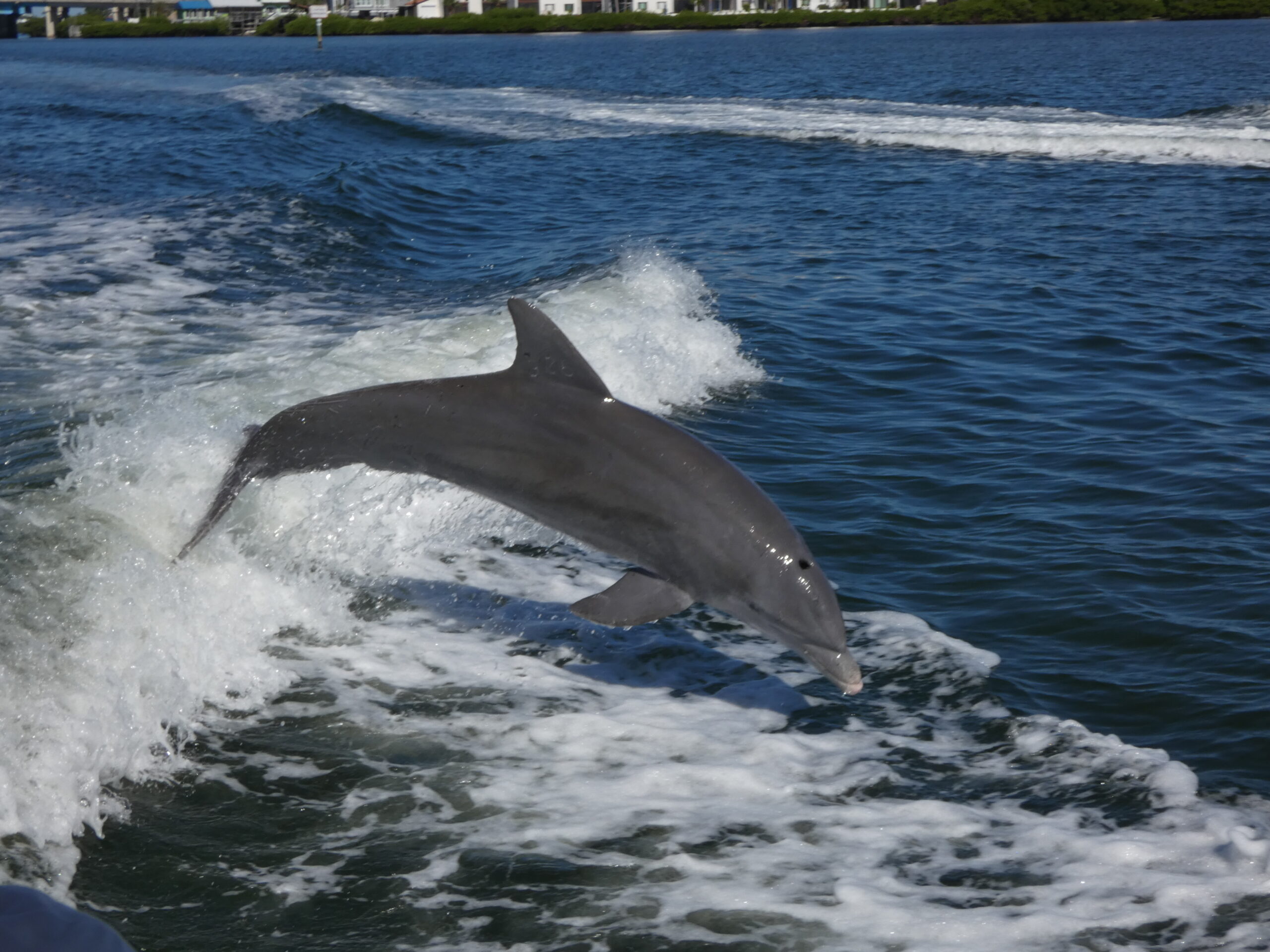 Dolphin Tour Siesta Key and Venice